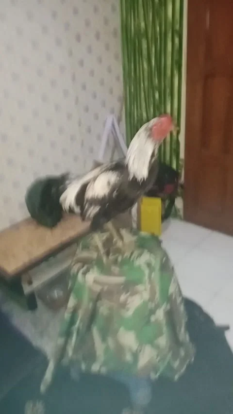 Animal rooster 库存影片 212773603