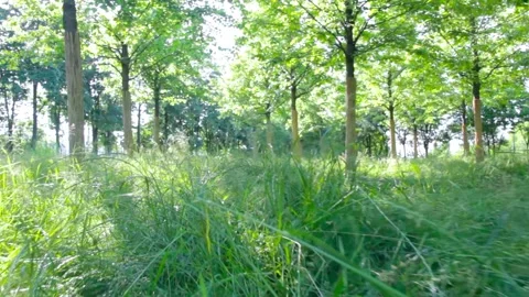 Animal running on grass running on trail - POV point of view sneaking up Stock Footage 135354553