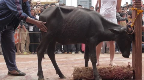 Animal Sacrifice 動画素材 46006143