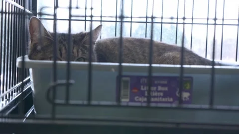 Animal Sanctuary Medium Of Tabby Cat In Cage Stock Footage 154013370