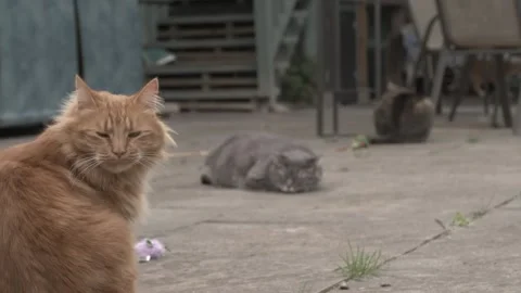 Animal Sanctuary Orange Cat Foreground Rack To Gray And Tabby Cats Stock Footage 154974853