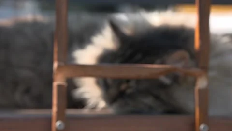 Animal Sanctuary Rack Focus To Close Up Of Tabby Cat Lounging In Sunshine Stock Footage 154013535