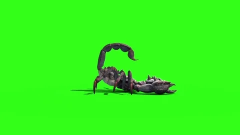Animal Scorpio Attack Tail Loop Side Green Screen 3D Rendering Vidéo 80677315