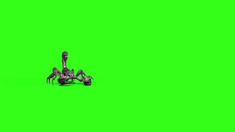Animal Scorpio Walk Front Green Screen 3D Rendering Stock Footage