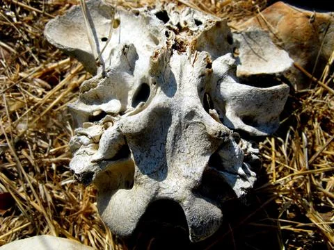 Animal scull Stock Photos