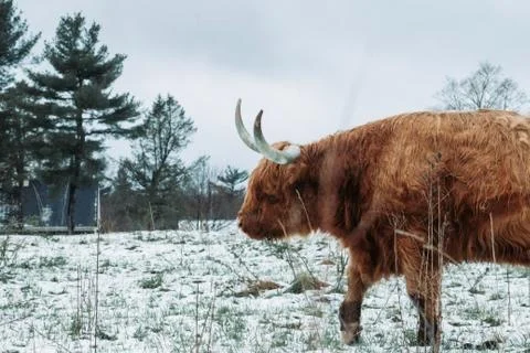 Animal selective focus, selective focus on subject, background blur Stock Photos