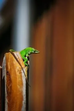 Animal selective focus, selective focus on subject, background blur Stock Photos