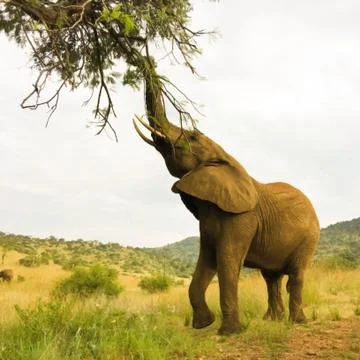 Animal selective focus, selective focus on subject, background blur Stock Photos