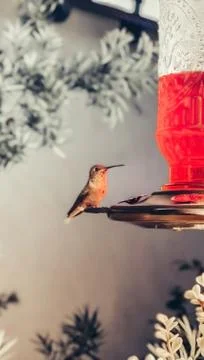 Animal selective focus, selective focus on subject, background blur Foto stock