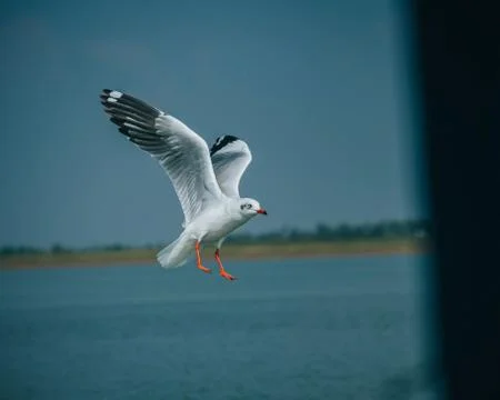 Animal selective focus, selective focus on subject, background blur Foto stock