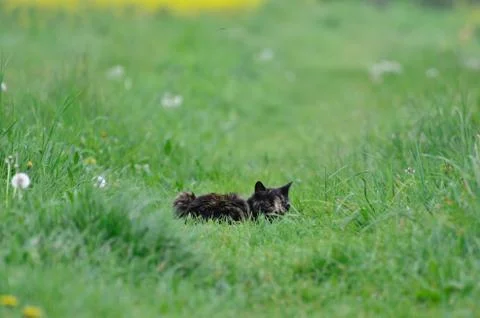 Animal selective focus, selective focus on subject, background blur Stock Photos