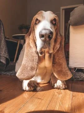 Animal selective focus, selective focus on subject, background blur Foto stock