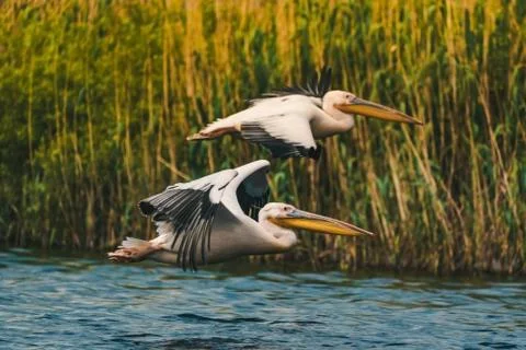 Animal selective focus, selective focus on subject, background blur Stock Photos