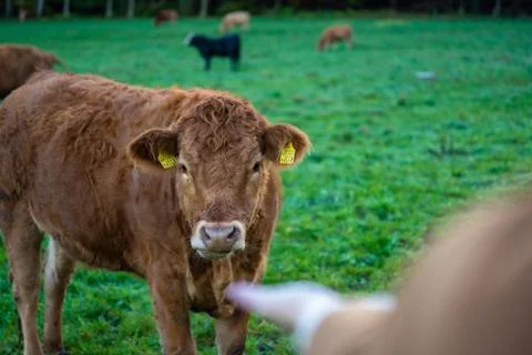 Animal selective focus, selective focus on subject, background blur Stock Photos