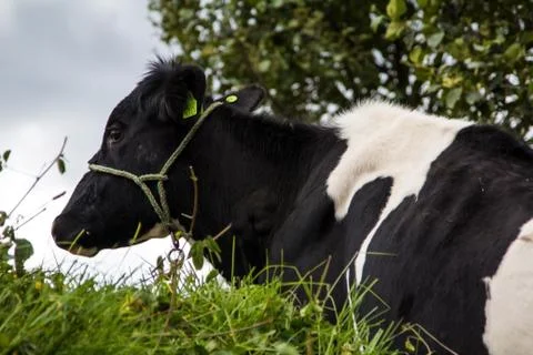 Animal selective focus, selective focus on subject, background blur Foto stock