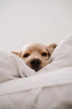 Animal selective focus, selective focus on subject, background blur Stock Photos