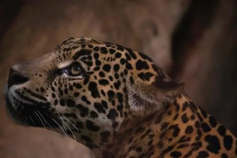 Animal selective focus, selective focus on subject, background blur Stock Photos