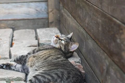 Animal selective focus, selective focus on subject, background blur Stock Photos