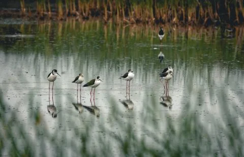Animal selective focus, selective focus on subject, background blur Foto stock