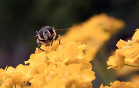 Animal selective focus, selective focus on subject, background blur Stock Photos