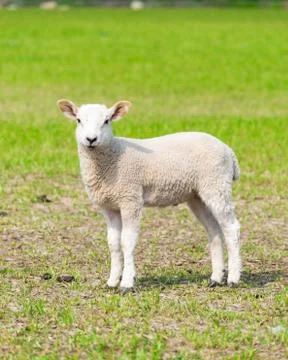 Animal selective focus, selective focus on subject, background blur Stock Photos