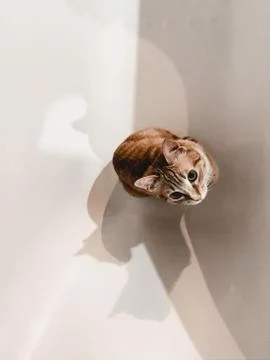 Animal selective focus, selective focus on subject, background blur Stock Photos
