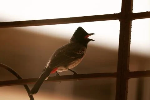 Animal selective focus, selective focus on subject, background blur Stock Photos