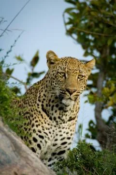 Animal selective focus, selective focus on subject, background blur Stock Photos