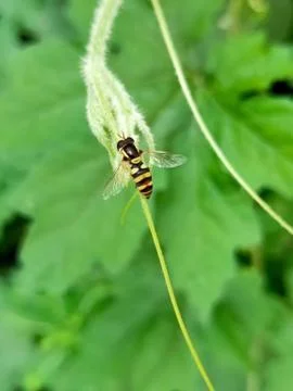 Animal selective focus, selective focus on subject, background blur Stock Photos