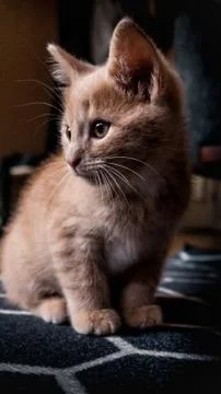 Animal selective focus, selective focus on subject, background blur Stock Photos