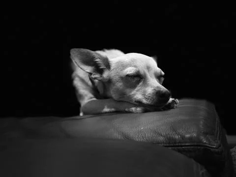 Animal selective focus, selective focus on subject, background blur Stock Photos