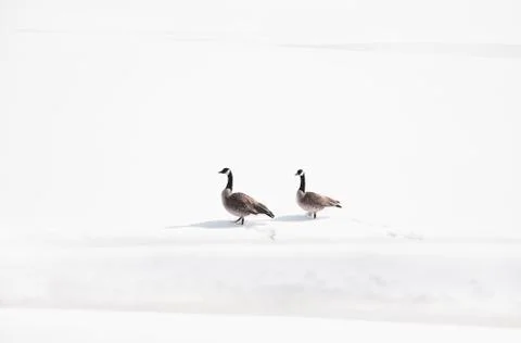 Animal selective focus, selective focus on subject, background blur Stock Photos