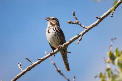 Animal selective focus, selective focus on subject, background blur Stock Photos