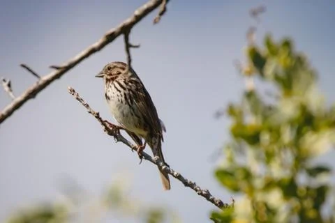 Animal selective focus, selective focus on subject, background blur Stock Photos