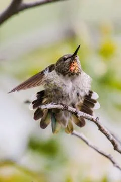 Animal selective focus, selective focus on subject, background blur Stock Photos