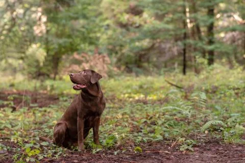 Animal selective focus, selective focus on subject, background blur Stock Photos