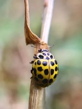 Animal selective focus, selective focus on subject, background blur Stock Photos