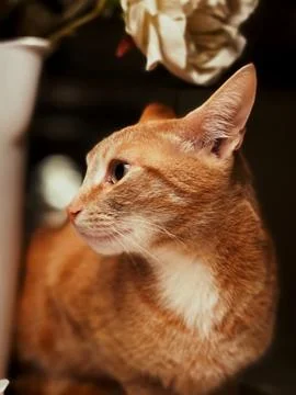 Animal selective focus, selective focus on subject, background blur Foto stock