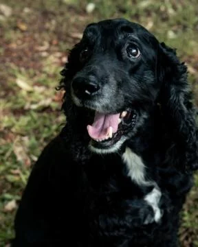 Animal selective focus, selective focus on subject, background blur Stock Photos