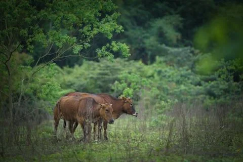 Animal selective focus, selective focus on subject, background blur,during ti Stock Photos