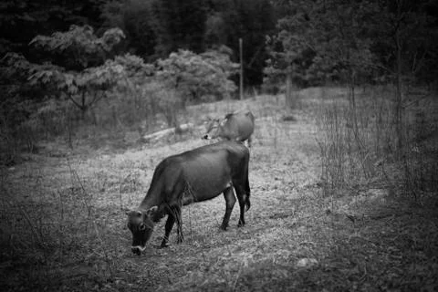 Animal selective focus, selective focus on subject, background blur Stock Photos