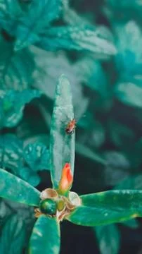 Animal selective focus, selective focus on subject, background blur Stock Photos