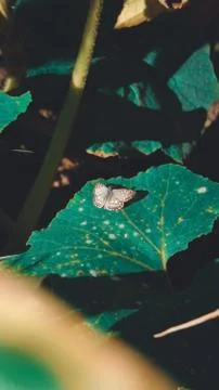 Animal selective focus, selective focus on subject, background blur Stock Photos