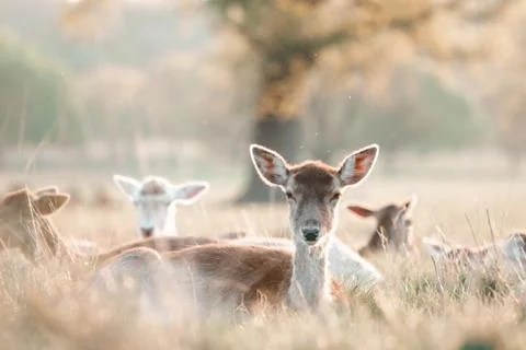Animal selective focus, selective focus on subject, background blur,during ti Stock Photos