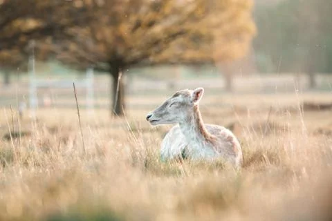 Animal selective focus, selective focus on subject, background blur Stock Photos