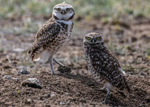 Animal selective focus, selective focus on subject, background blur Stock Photos