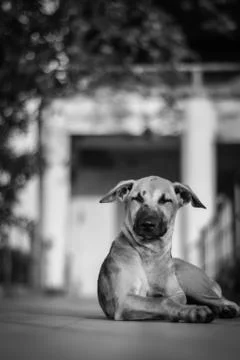 Animal selective focus, selective focus on subject, background blur Stock Photos