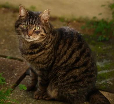 Animal selective focus, selective focus on subject, background blur Stock Photos