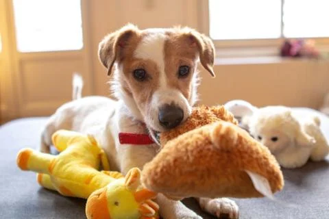 Animal selective focus, selective focus on subject, background blur Stock Photos