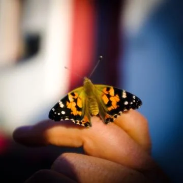 Animal selective focus, selective focus on subject, background blur Stock Photos